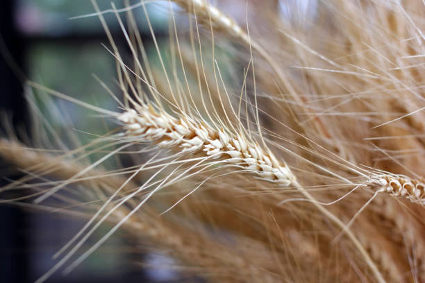 istock golden wheat and barley in vase 1043062332