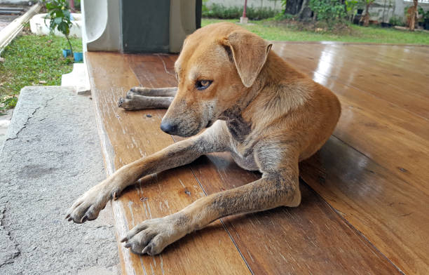 istock lonely street dog 1043071586