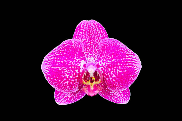 istock Orchid flower isolated on black background 1043073690