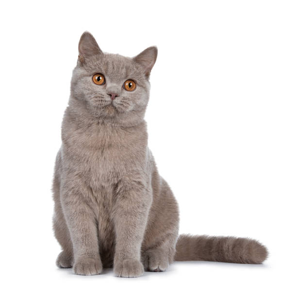 istock Pretty young solid cinnamon British Shorthair cat sitting facing front, looking beside camera with orange eyes, isolated on white background 1043073932