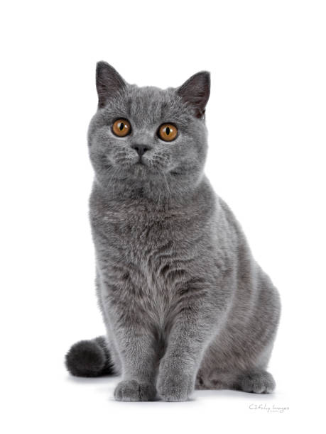 istock Handsome young solid blue British Shorthair cat sitting facing front, looking beside camera with orange eyes, isolated on white background 1043081684