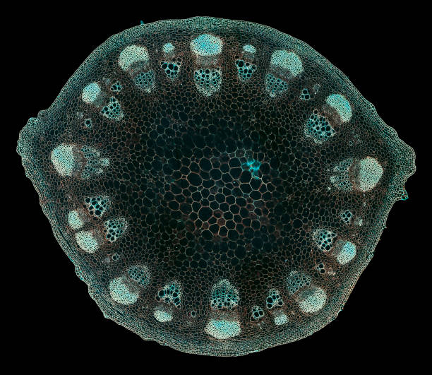 istock dicotyledon stem - cross section cut under the microscope 1043081724
