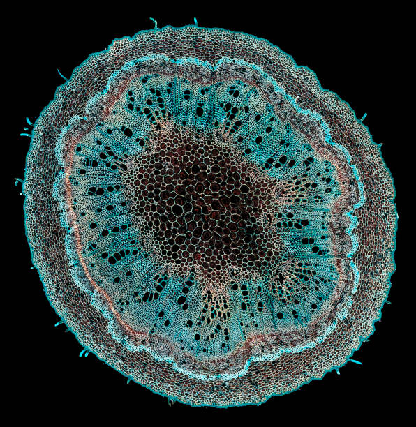 istock eucalyptus annual stem - cross section cut under the microscope 1043082140