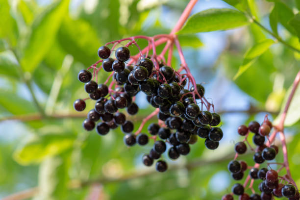 Berries of "Sambucus Nigra" (Black Elderberry) Berries of "Sambucus Nigra" (Black Elderberry) - Isolated fruit cluster hanging from a tree, Clamart, France elderberry photos stock pictures, royalty-free photos & images