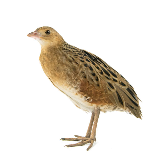 Corncrake or Landrail (Crex crex) isolated on white Corncrake or Landrail (Crex crex) isolated on white. corncrake stock pictures, royalty-free photos & images