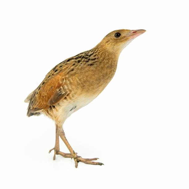 Corncrake or Landrail (Crex crex) isolated on white Corncrake or Landrail (Crex crex) isolated on white. corncrake stock pictures, royalty-free photos & images