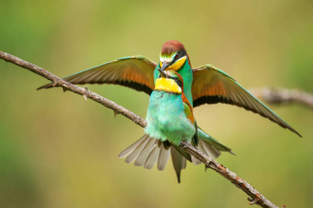 istock Bee eaters (Merops apiaster) mating on a colourful background 1043085598