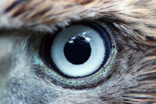 Eagle eye close-up, macro, eye of young Goshawk (Accipiter gentilis)