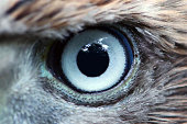 Eagle eye close-up, macro, eye of young Goshawk (Accipiter gentilis)