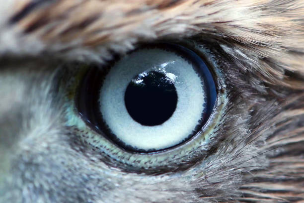 Eagle eye close-up, macro, eye of young Goshawk (Accipiter gentilis) Eagle eye close-up, macro, eye of young Goshawk (Accipiter gentilis). hawk bird stock pictures, royalty-free photos & images