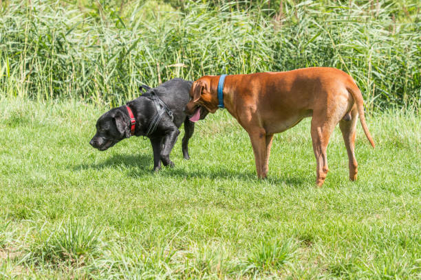 istock Two dogs playing in a field 1043086226