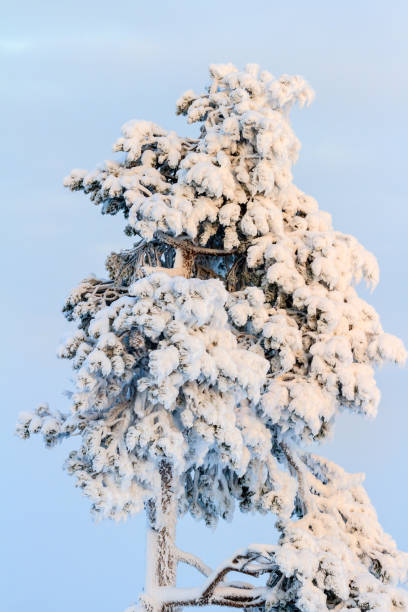 istock Pine tree covered with snow in frosty winter day. 1043090494