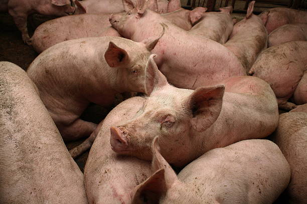 istock Rest of pigs 104309182