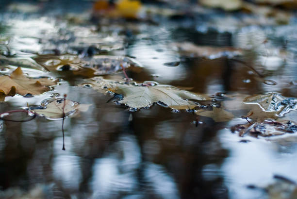 istock Fallen autumn leaves on water surface 1043093292