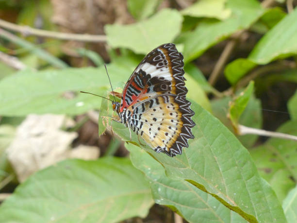 istock beautiful brown color butterfly on a leaf 1043093586