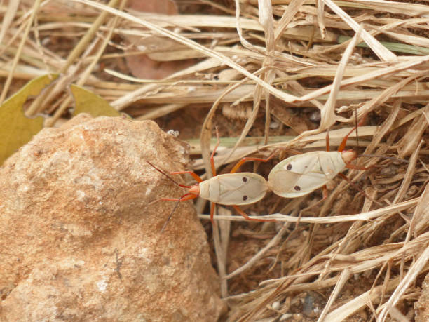 istock Pair of Cotton stainer bugs mating 1043096308