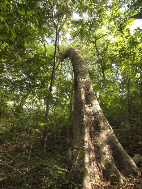 istock big tree of the forest 1043096694