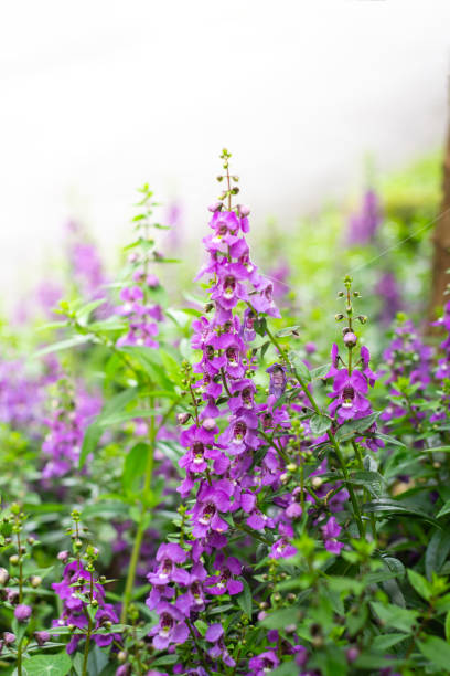 Summer Snapdragon (Angelonia) flowers in the field. Sunset over Summer Snapdragon (Angelonia) flowers  field. angelonia photos stock pictures, royalty-free photos & images