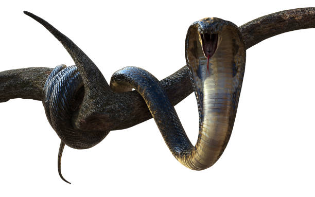 król cobra snake z ścieżką zaciskania - king cobra cobra snake india zdjęcia i obrazy z banku zdjęć