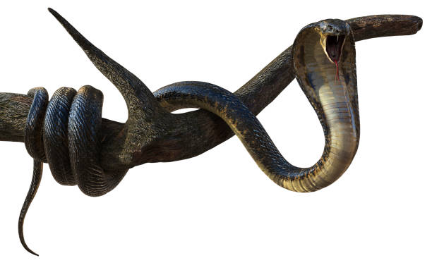 istock King Cobra Snake with Cliping Path 1043099812