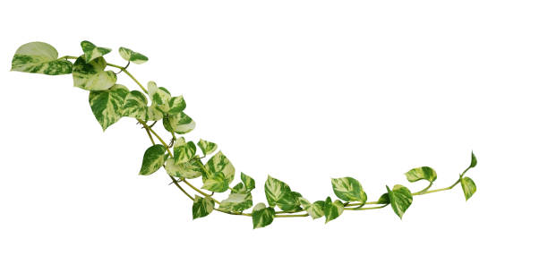 heart shaped leaves vine golden pothos isolated on white background, tropical climbing jungle plant, clipping path included - footpath small green white imagens e fotografias de stock