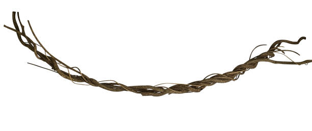 istock Twisted wild liana jungle vine isolated on white background, clipping path included 1043100382