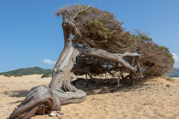 istock Piscinas Dune With Old Tree, Sardinia Italy 1043104154