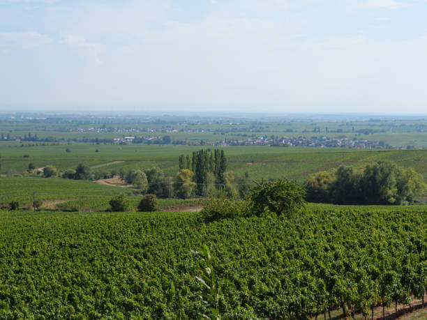 istock vineyards in the german palz 1043104444