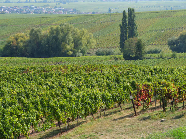 istock vineyards in the german palz 1043104674