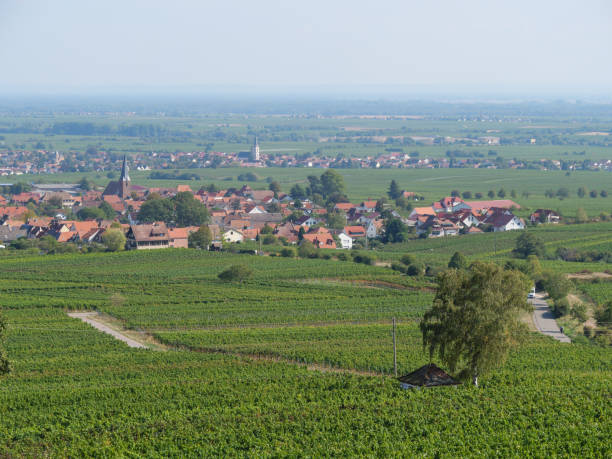 istock vineyards in the german palz 1043104782