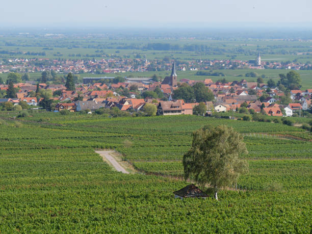 istock vineyards in the german palz 1043104802