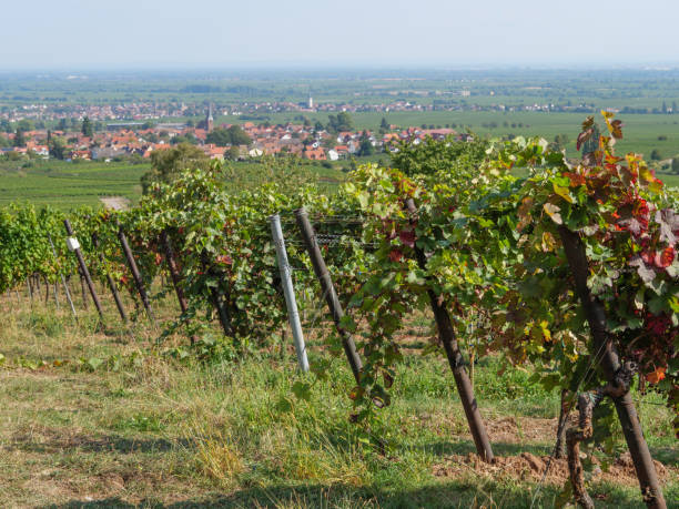 istock vineyards in the german palz 1043105224