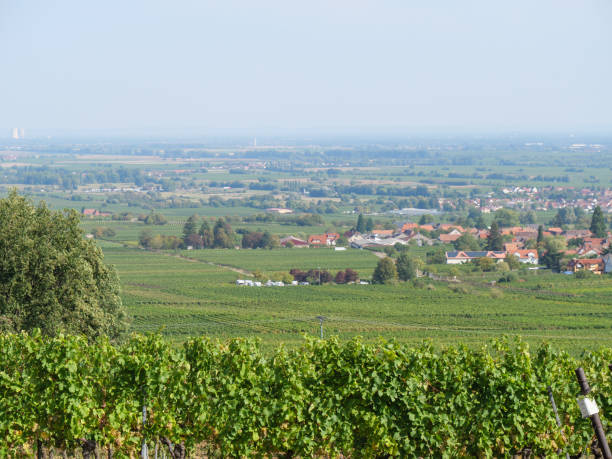 istock vineyards in the german palz 1043105280