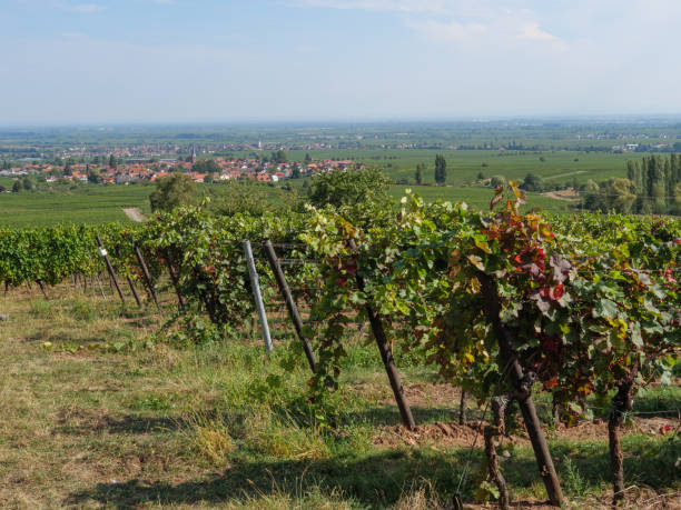istock vineyards in the german palz 1043109488