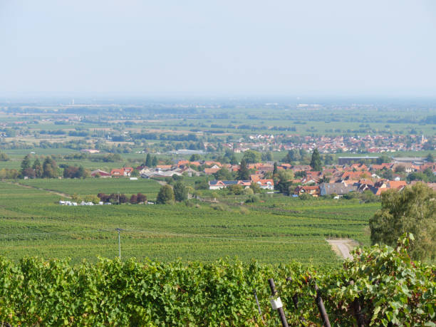 istock vineyards in the german palz 1043109628