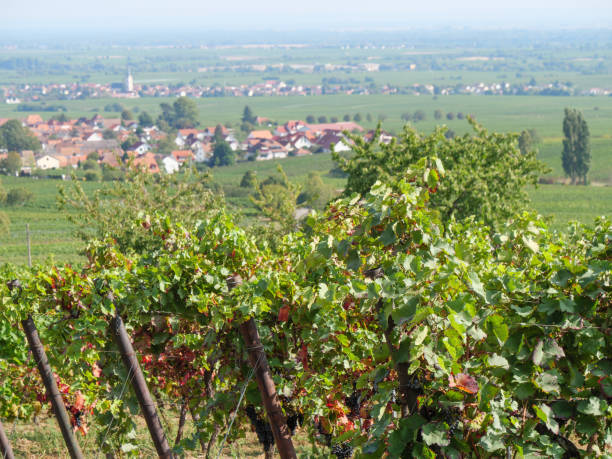 istock vineyards in the german palz 1043109756