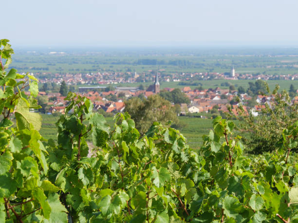 istock vineyards in the german palz 1043109896