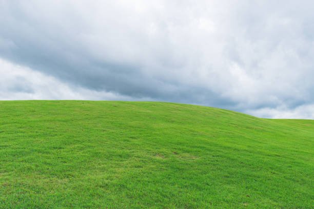 nature landscape of green grass field and blue sky background for product presentation
