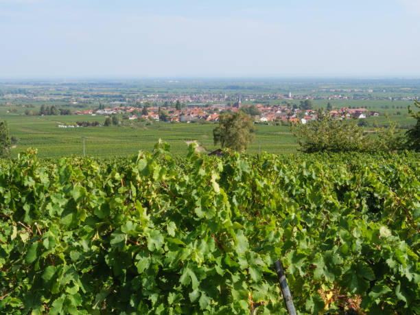 istock vineyards in the german palz 1043109996