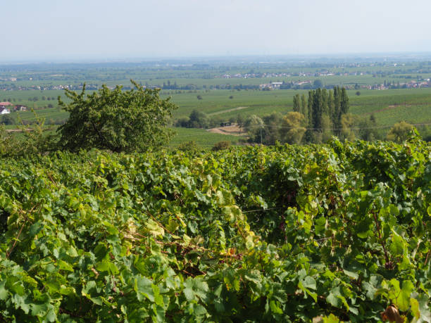 istock vineyards in the german palz 1043110074