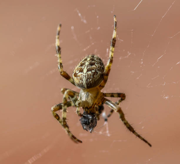 istock Common Garden Spider Eating a Fly 1043110486