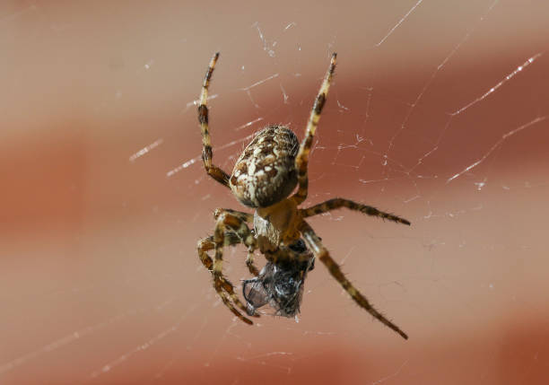 istock Common Garden Spider Eating a Fly 1043110562