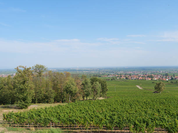 istock vineyards in the german palz 1043110660