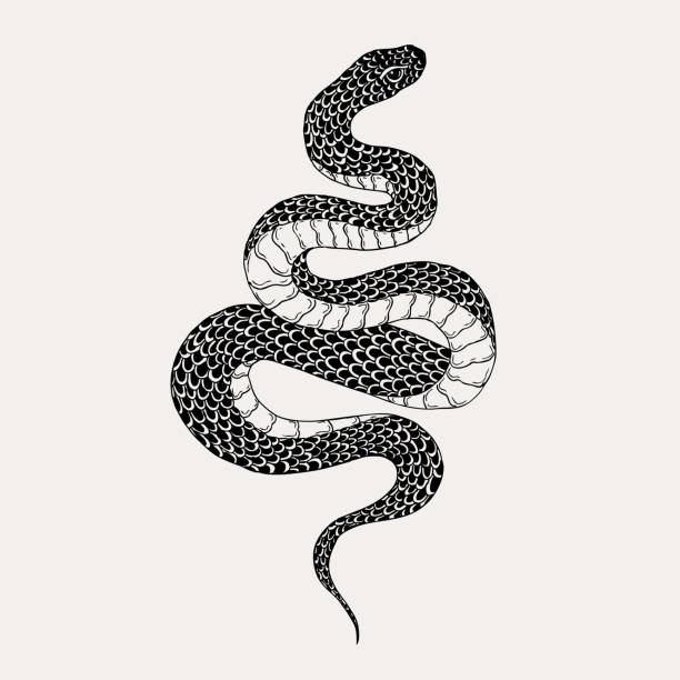 手には、ヴィンテージのヘビのイラストが描かれました。ポスター、タトゥー、服、t シャツ デザイン、ピン、パッチ、バッジ、ステッカー、グラフィックのスケッチ。 - snake python reptile animal点のイラスト素材／クリップアート素材／マンガ素材／アイコン素材