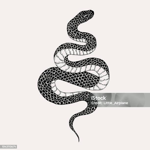 Hand Drawn Vintage Snake Illustration Graphic Sketch For Posters Tattoo Clothes Tshirt Design Pins Patches Badges Stickers Stock Illustration - Download Image Now