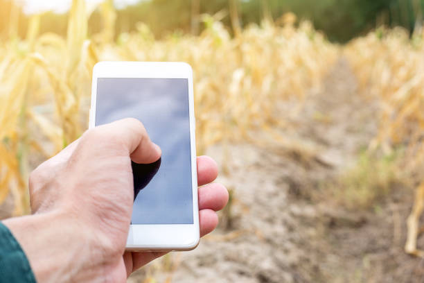 istock Farmer used smartphone check plant diseases at the corn field 1043113312