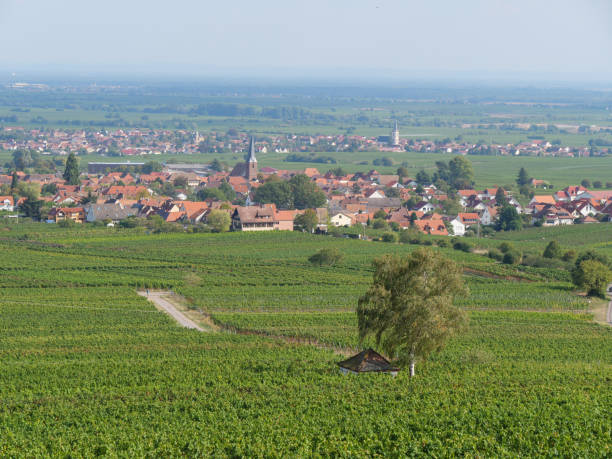 vineyards in the german palz
