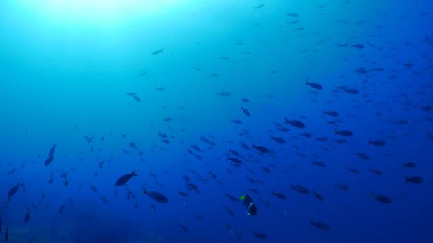 istock King Angelfish and Pacific Creole fish schooling undersea, Galapagos 1043114086