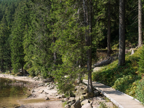 istock the black forest in germany 1043114278
