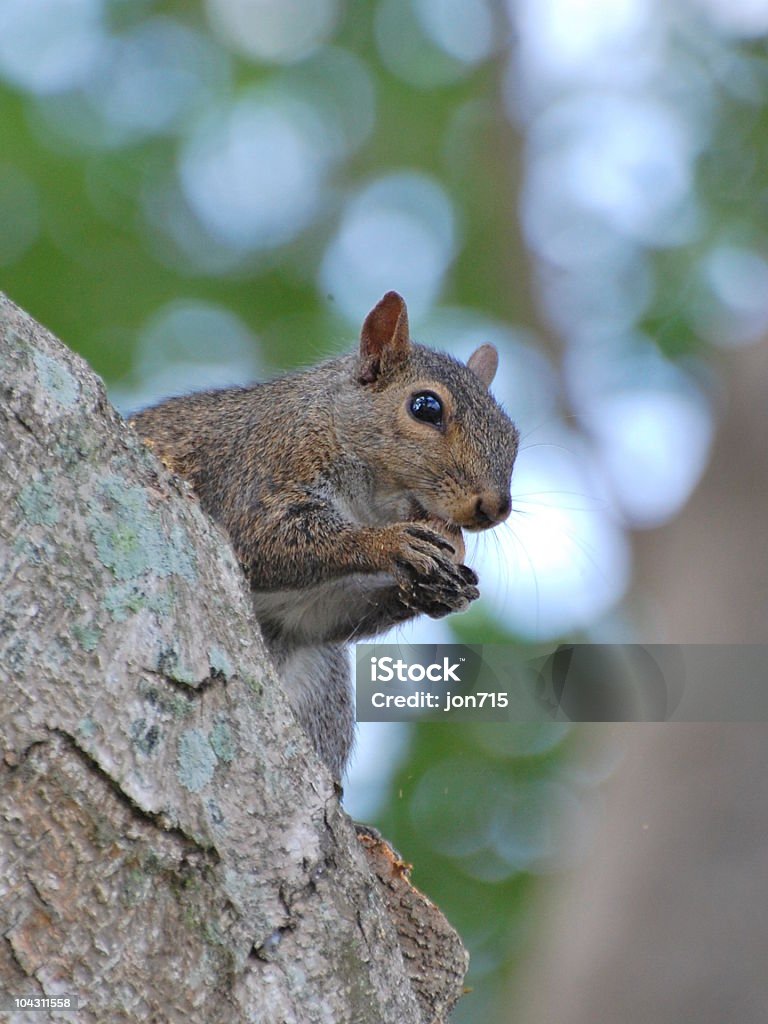 Gray ardilla de árbol - Foto de stock de Alimento libre de derechos